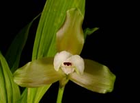 Lyc. macrophylla